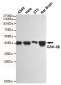 Anti-GSK3 β Antibody